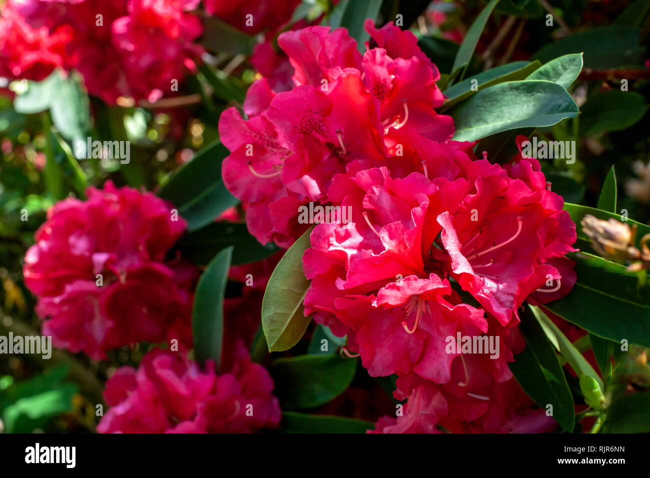 Beautiful flowering azaleas. Close-up. Selective focus Stock Photo