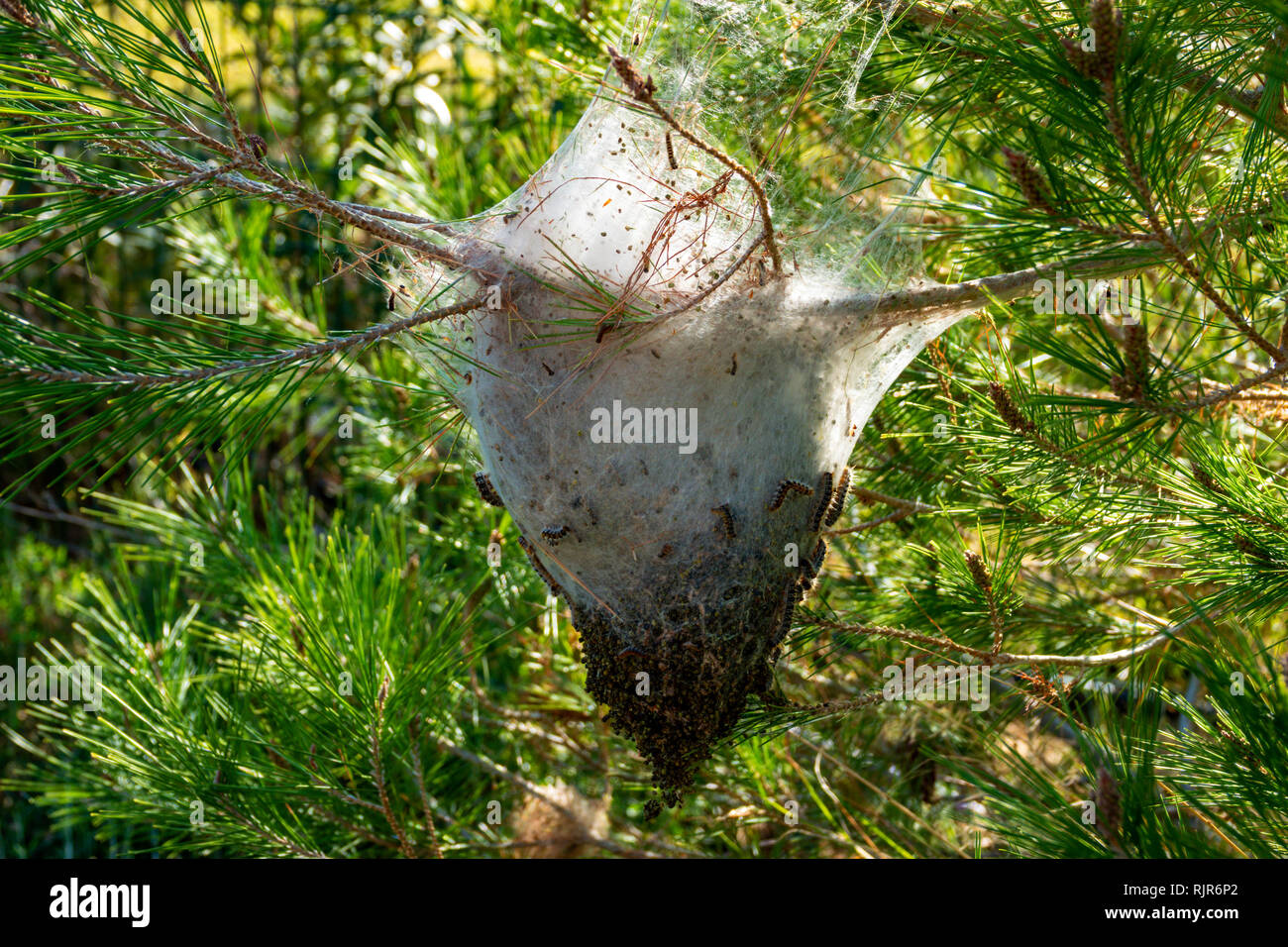 Caterpillar nest hi-res stock photography and images - Alamy