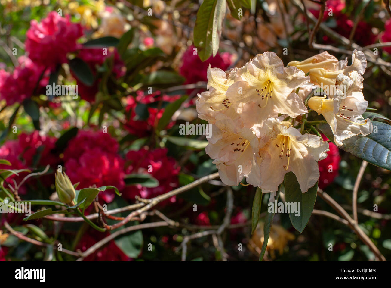 Beautiful flowering azaleas. Close-up. Selective focus Stock Photo