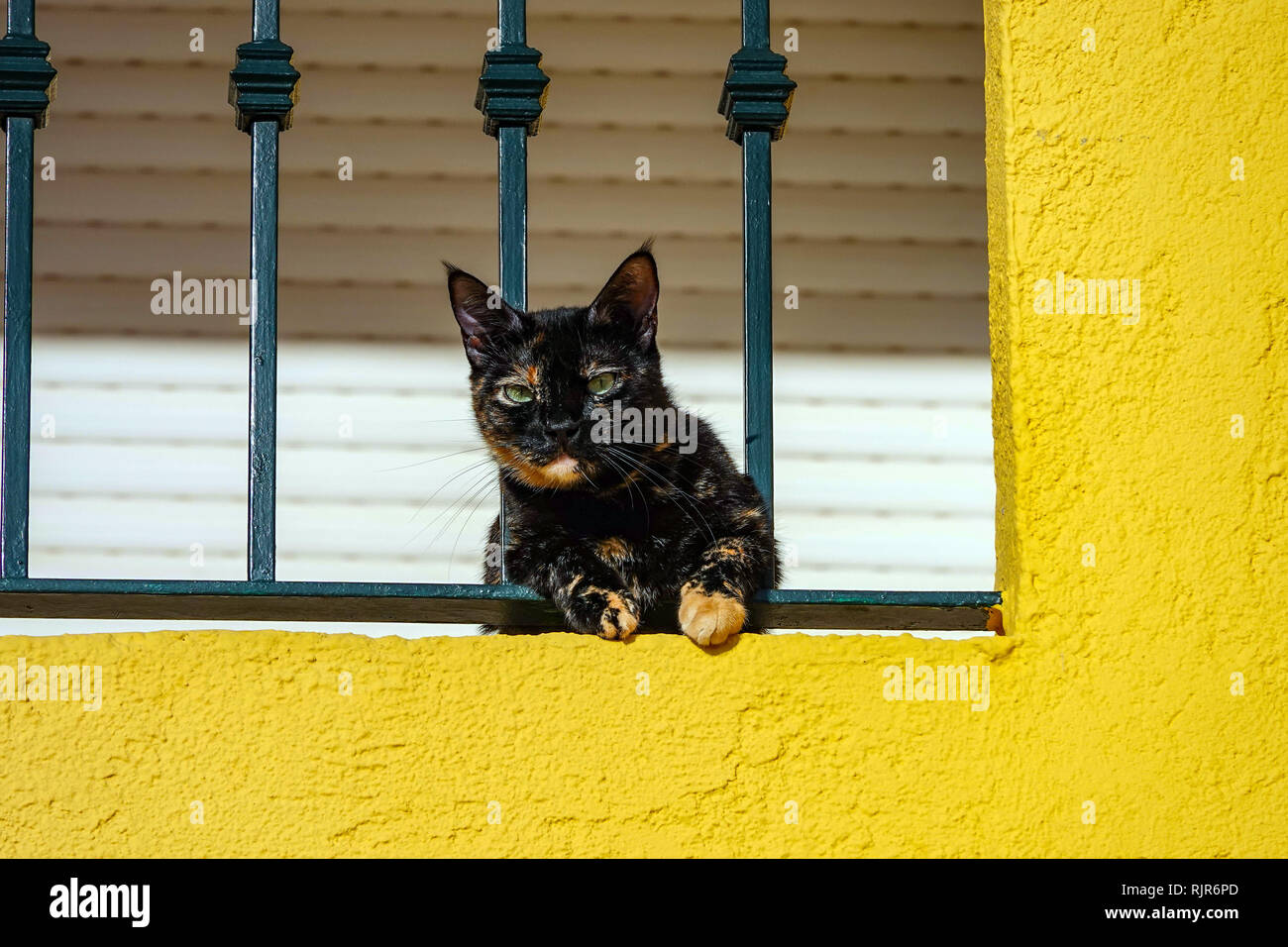 Black And Ginger Cat High Resolution Stock Photography and Images Alamy