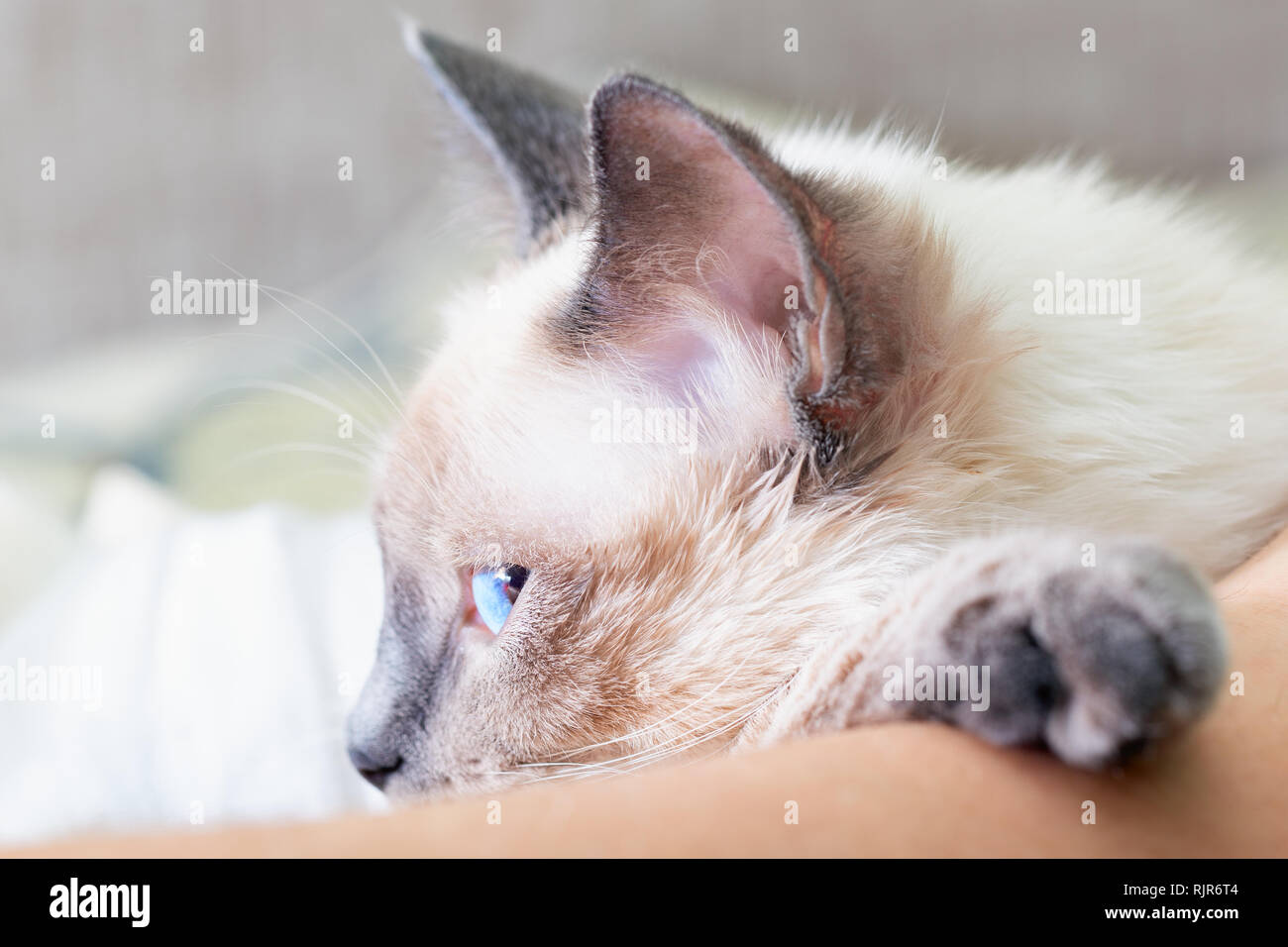 The cat is dozing, putting his paw on the man Stock Photo Alamy