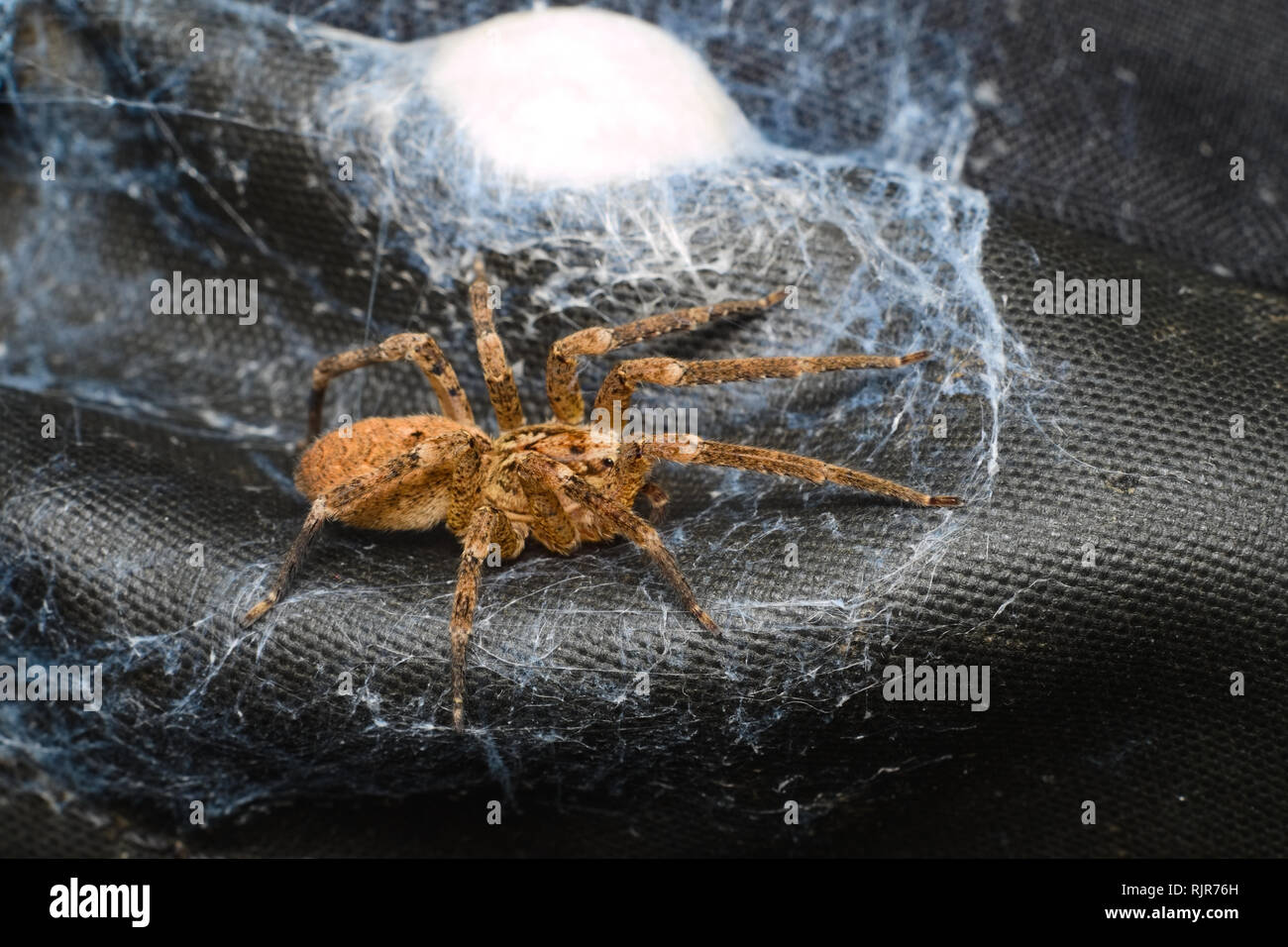 Brown spider protecting her egg sack made of silk Stock Photo