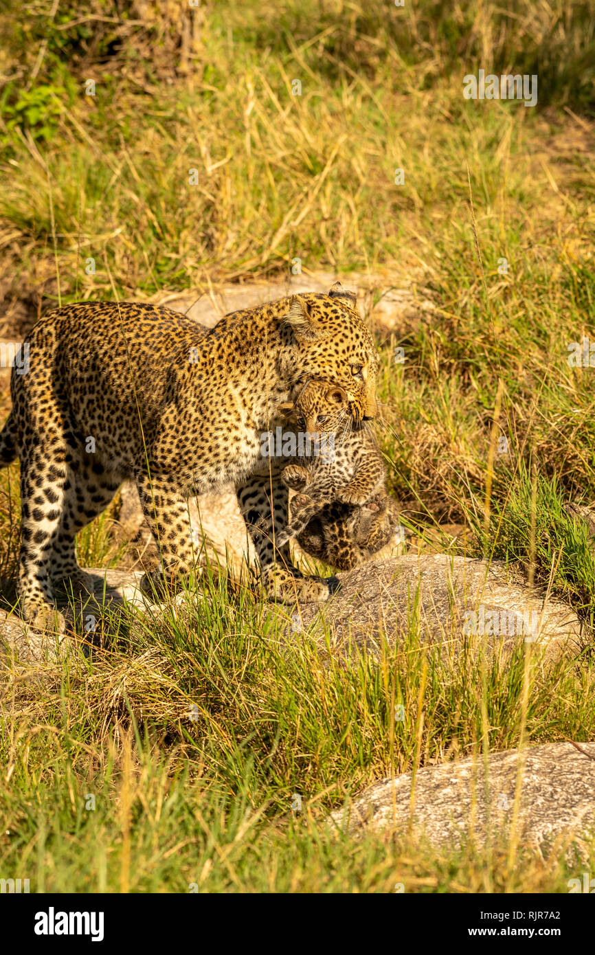 Female leopard mother carrying her cub to safety in the Masai Mara Kenya Stock Photo