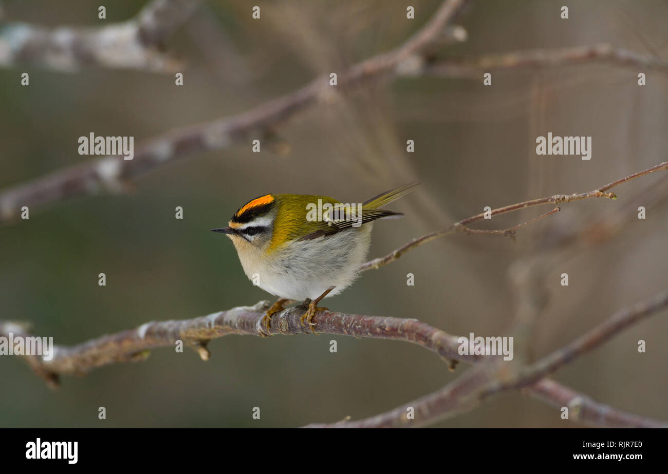 Firecrest in the Saja-Besaya Natural Park (north of Spain) Stock Photo