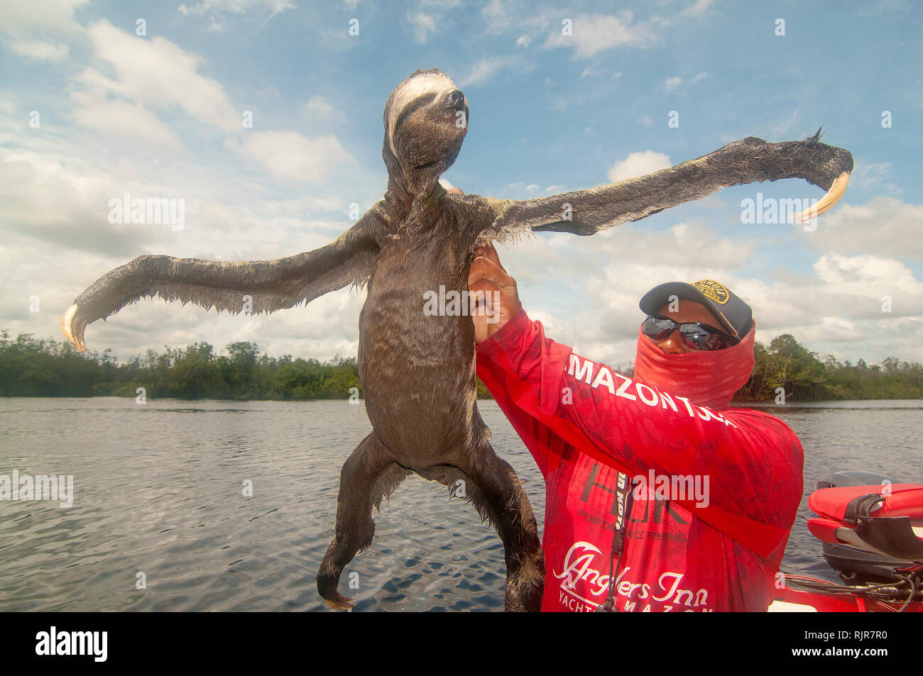 Sloth Climbing Out Of Water