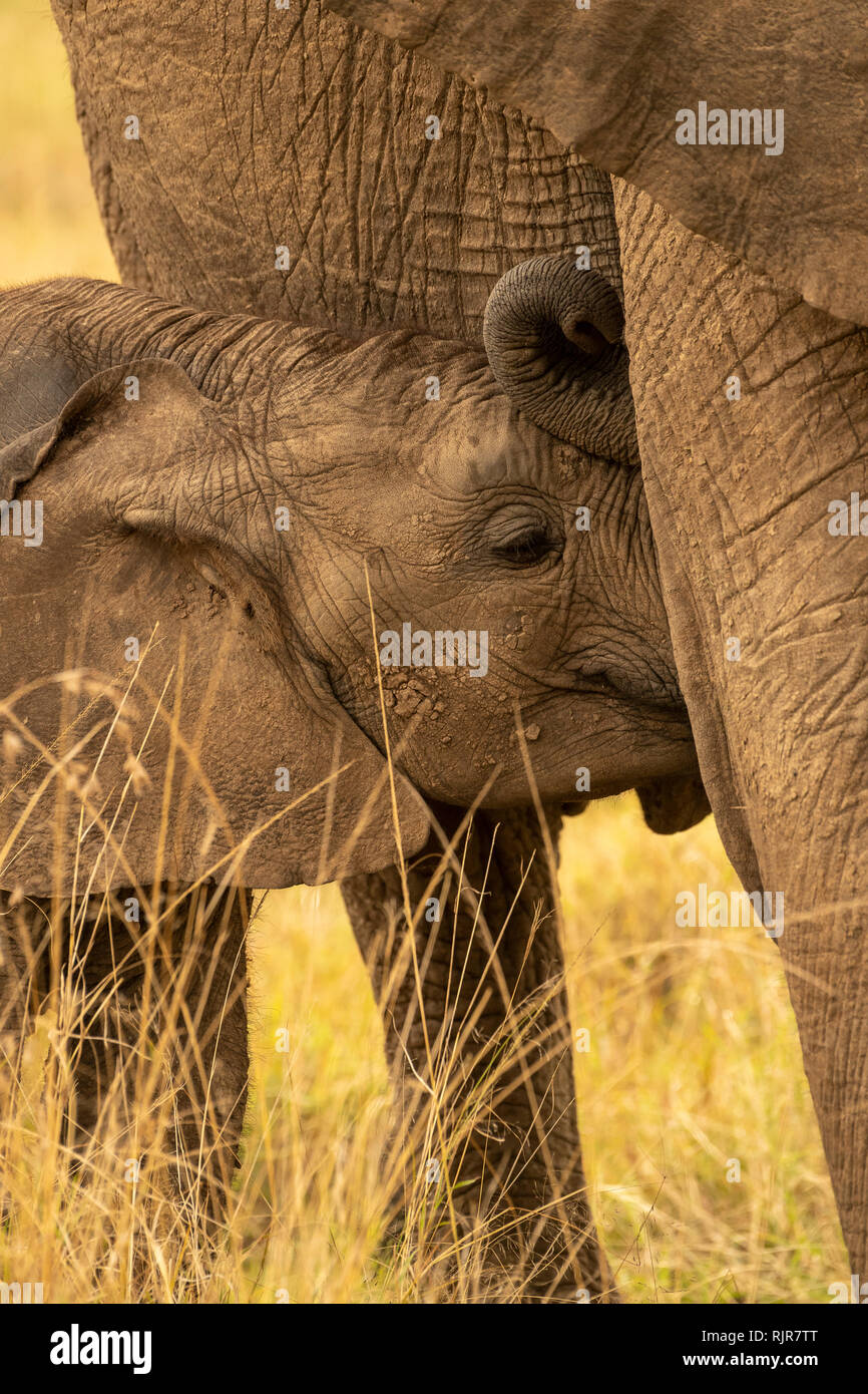 Baby Elephant Drinking Milk From The Mother High Resolution Stock Photography And Images Alamy