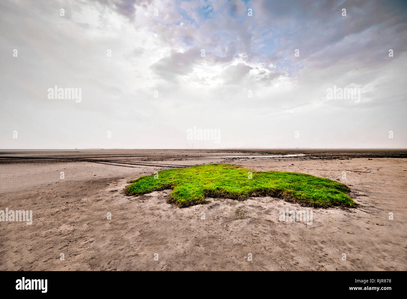 Green Spot on Kuwait Desert Stock Photo