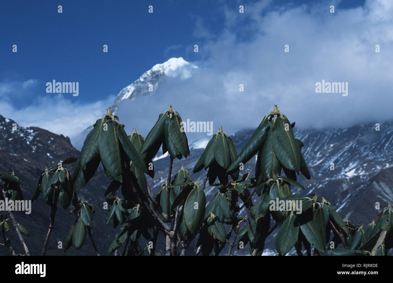 Caption: Kanchendzonga, Sikkim, India - Mar 2003. Rhododendrum buds on the five-day trek to Gochela, base camp for Mount Kanchendzonga, India's highes Stock Photo