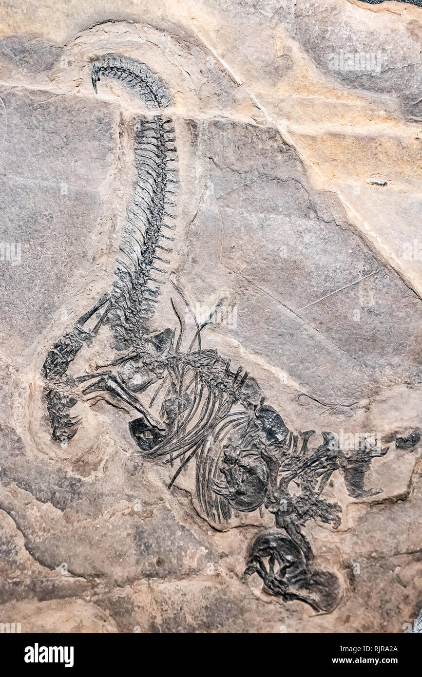 Arriba 42+ imagen fossil prehistoric - Abzlocal.mx