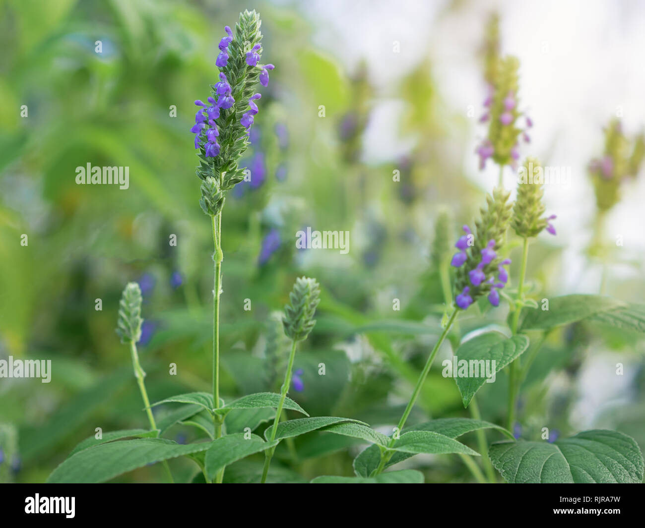 Salvia hispanica flowers, known as Chia, a healthy food plant with purple flowers from the mint family, Lamiaceae growing in garden Stock Photo