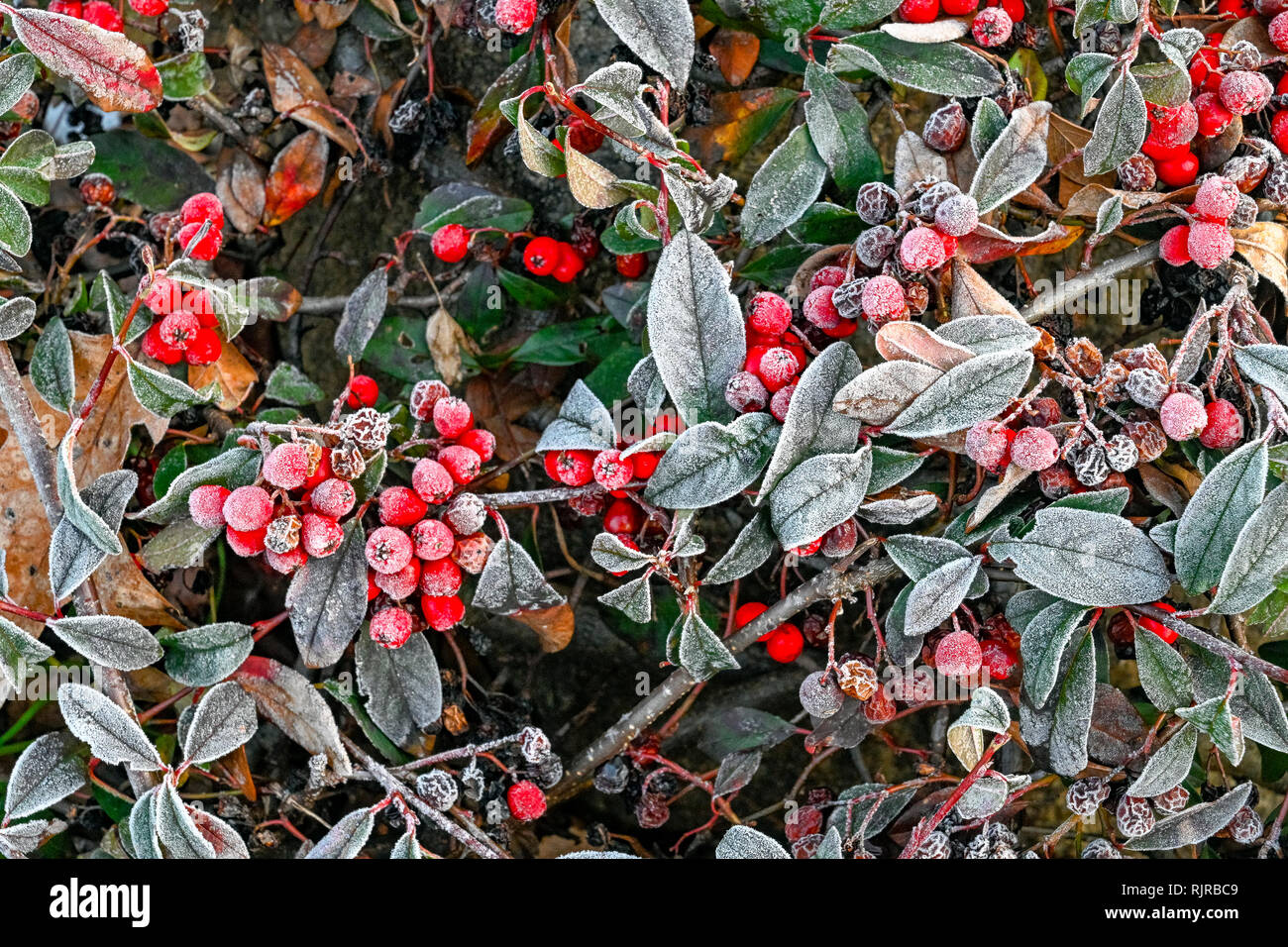Frost on cotoneaster berries Stock Photo
