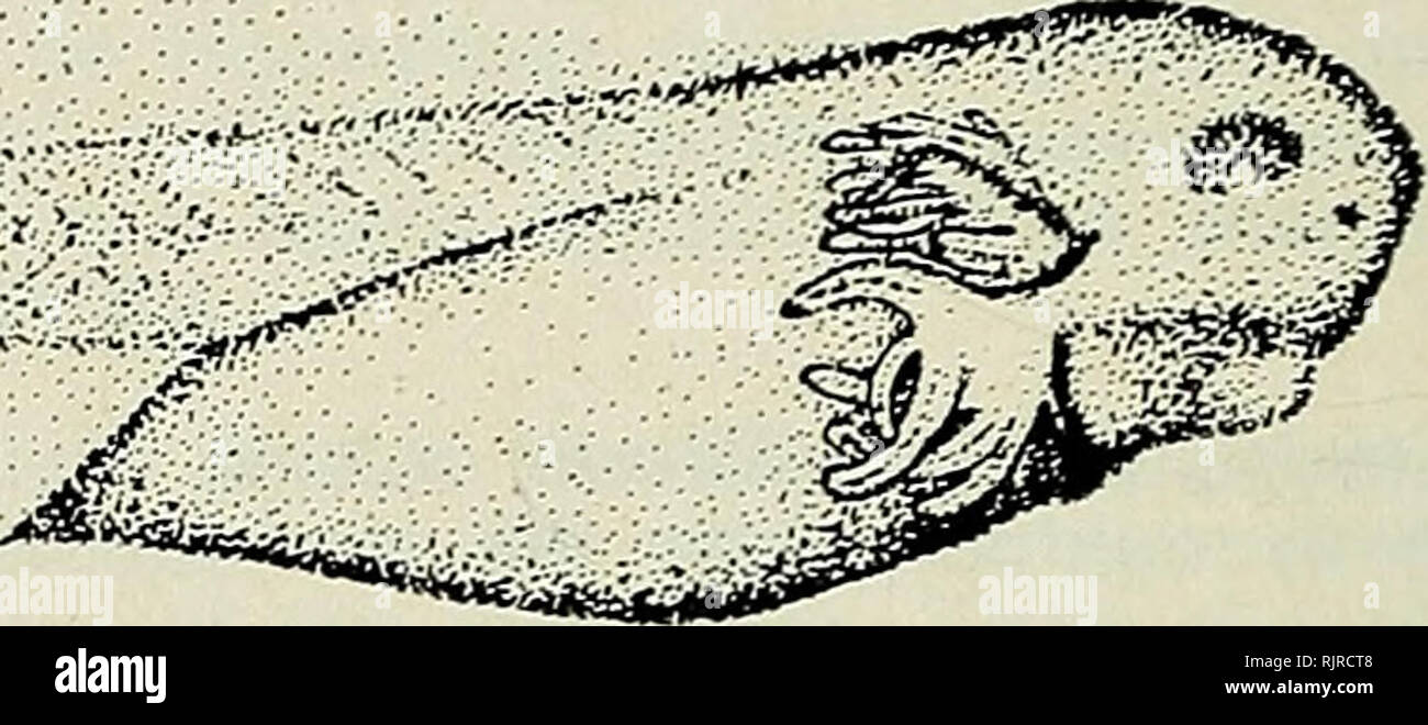 . The Australian zoologist. Zoology; Zoology; Zoology. G.F. WATSON and