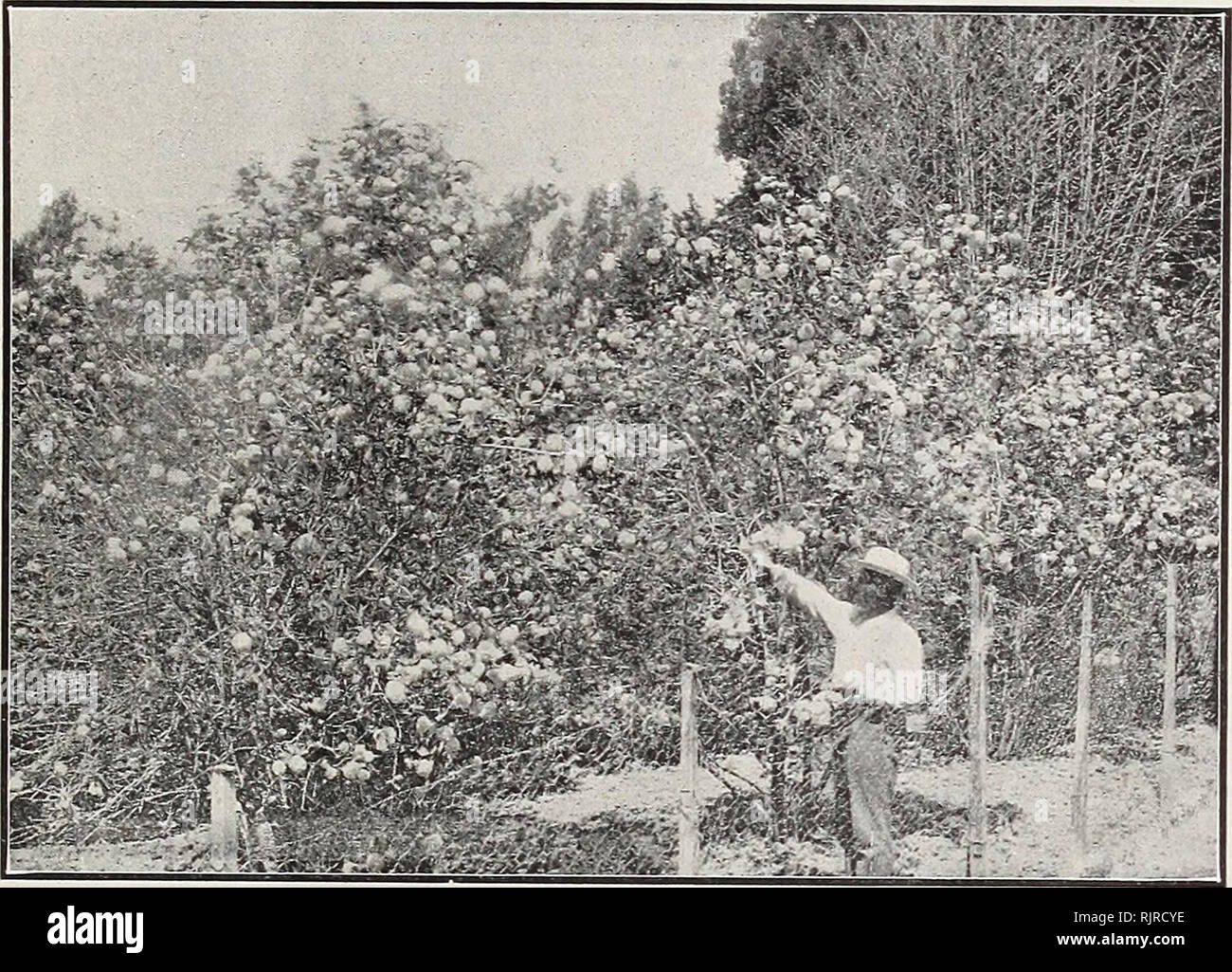 . Autumn 1903 catalog tells when to plant, and how to grow : bulbs imported and native plants greenhouse and garden seeds seasonable specialties. Nursery stock Catalogs; Seeds Catalogs; Gardening Equipment and supplies Catalogs; Bulbs (Plants) Catalogs. Fall List of Plants 23 Pittosporum tobira - A very desirable sort; the foliage and stems are very stiff; flowers pure white, sweetly scented; of dwarf habit. 25c and 50c each. Pittosporum tobira variegatumâA variegated form of the preceding. 35c each. Pittosporum undulatumâFlowers sweetly scented; very desirable. 15c each; $1 00 per ten. Polyga Stock Photo