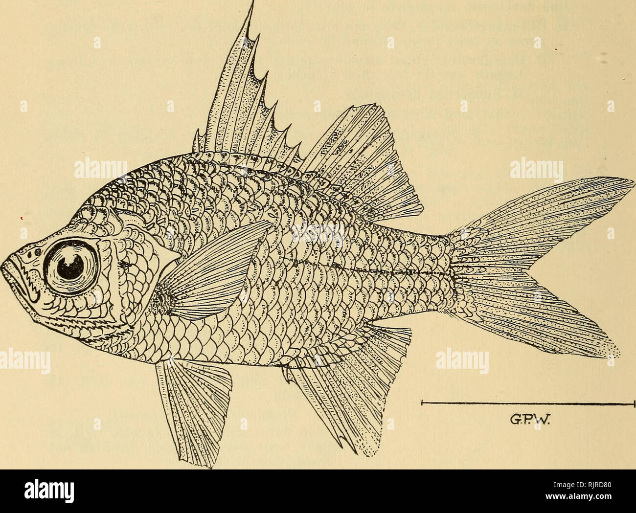 . The Australian zoologist. Zoology; Zoology; Zoology. 25G ICHTHYOLOGICAL NOTES BLANDOWSKIELLA RETICULATA (Weber). (Fig. 4.) Ambassis interrupta var reticulatus (sic) Weber, Nova Guinea, ix, 1913, pp. 574, 605 and 609 (Merauke and Lorentz R., N. Guinea). Ambassis reticulatus Regan, Trans. Zool. Soc. Lond. xx, 6, 1914, p. 276 (Setakwa R., N. Guinea). Id. Weber &amp; de Beaufort, Fish. Indo-Austr. Archip. v, 1929, pp. 401 &amp; 414, fig. 98, as reticulata. Id. Nichols, Amer. Mus. Novit. 1433, 1949, p. 2 (Archer R. Q.). Id. Fraser-Brunner, Bull. Raffles Mus. xxv, 1954, pp. 194 &amp; 200. (Setakwa Stock Photo