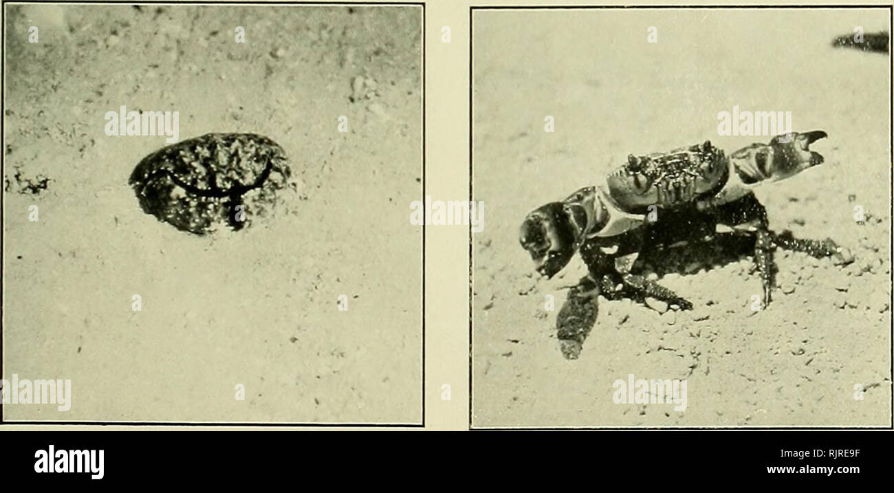 Australian Land Hermit Crab High Resolution Stock Photography and ...