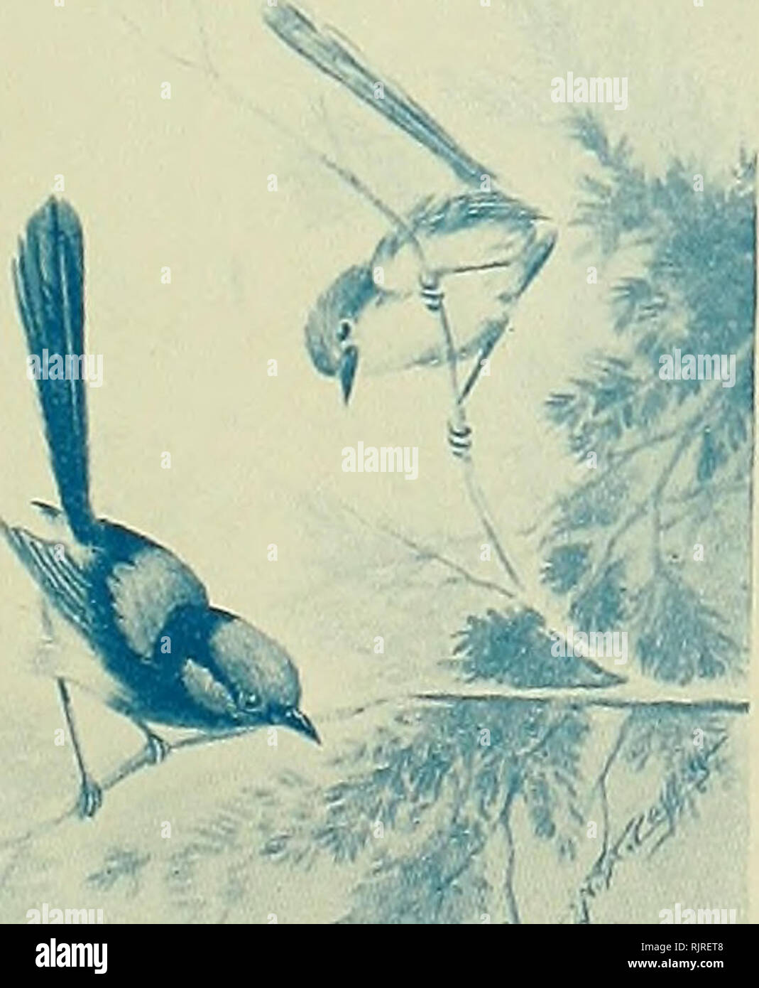 . The Australian zoologist. Zoology; Zoology; Zoology. 1, 2 and 3 ...