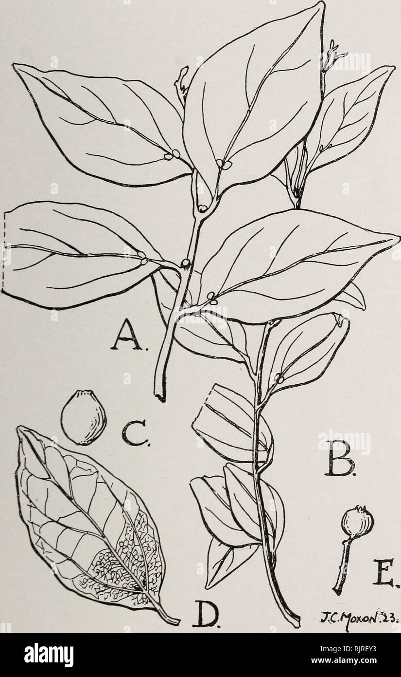 . Australian rain-forest trees, excluding the species confined to the tropics. Rain forests; Trees. Family LAUBACEAE. 121. 74.—Cryptocarya toveolata. A, bran(;hlet from young tree; B, branehlet from lature tree; C and E, fruit at different stages; D, leaf, shoAving underside. All natural size, 'rem paper by C. T. White and W. D. Francis, Proc. Roy. Soc. Queensland, vol. 35.. Please note that these images are extracted from scanned page images that may have been digitally enhanced for readability - coloration and appearance of these illustrations may not perfectly resemble the original work.. F Stock Photo