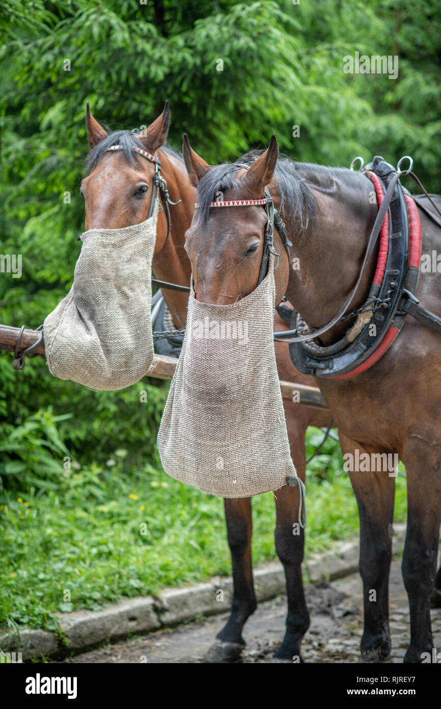 horse hat bolsa
