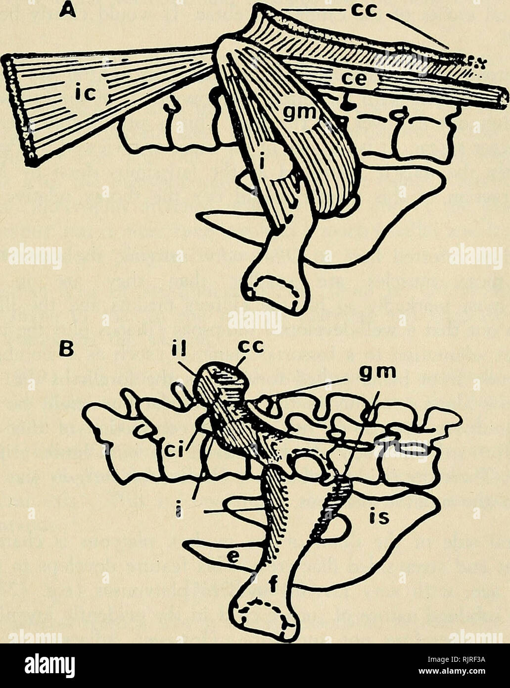 . The Australian zoologist. Zoology; Zoology; Zoology. OBDURODON