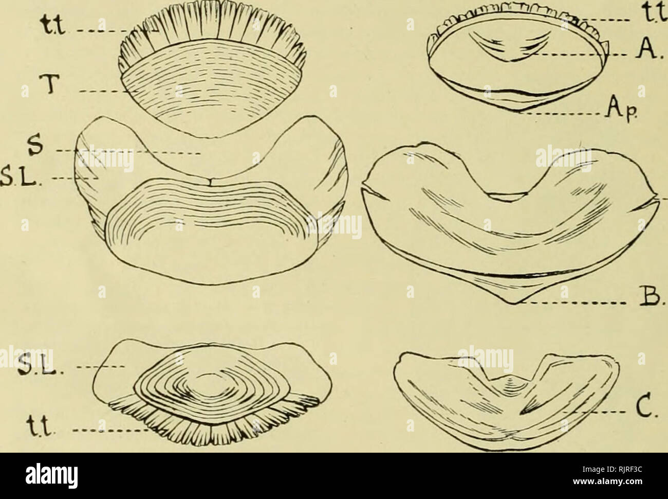 . The Australian zoologist. Zoology; Zoology; Zoology. 188 A MONOGRAPH