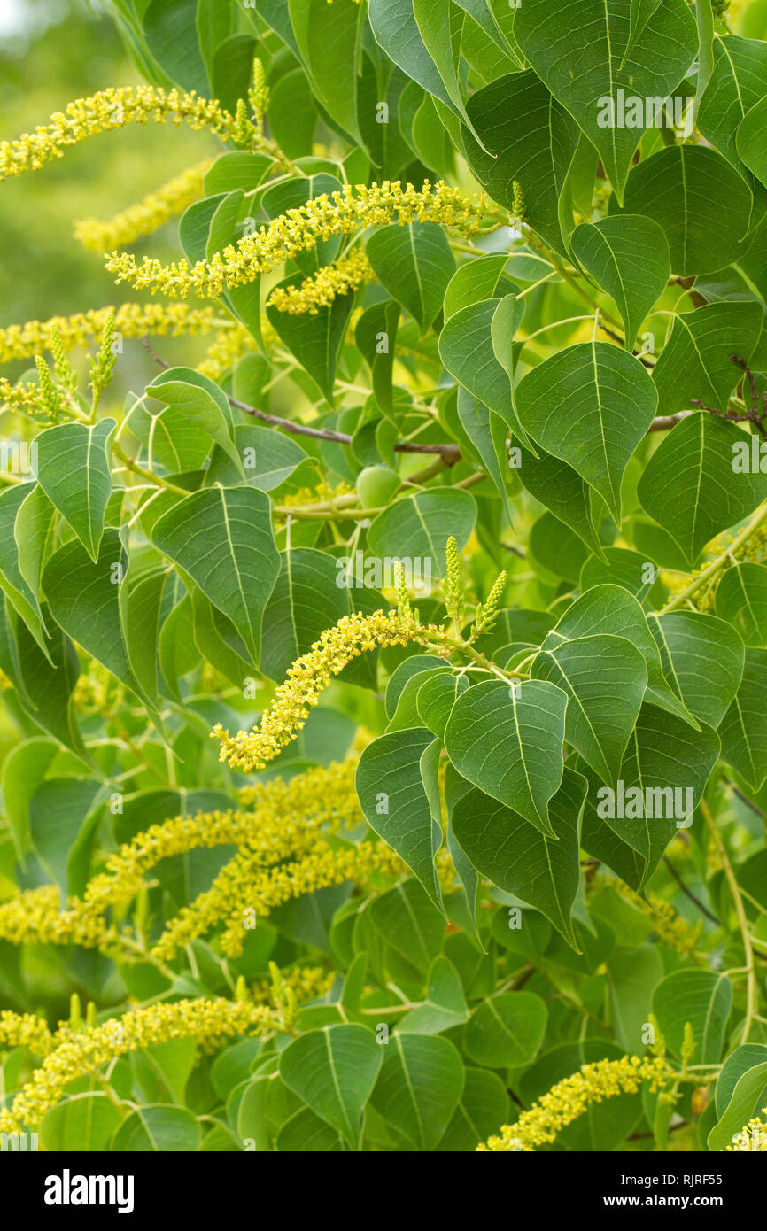 Chinese tallowtree (Triadica sebifera). Syn.: Sapium sebiferum Stock Photo