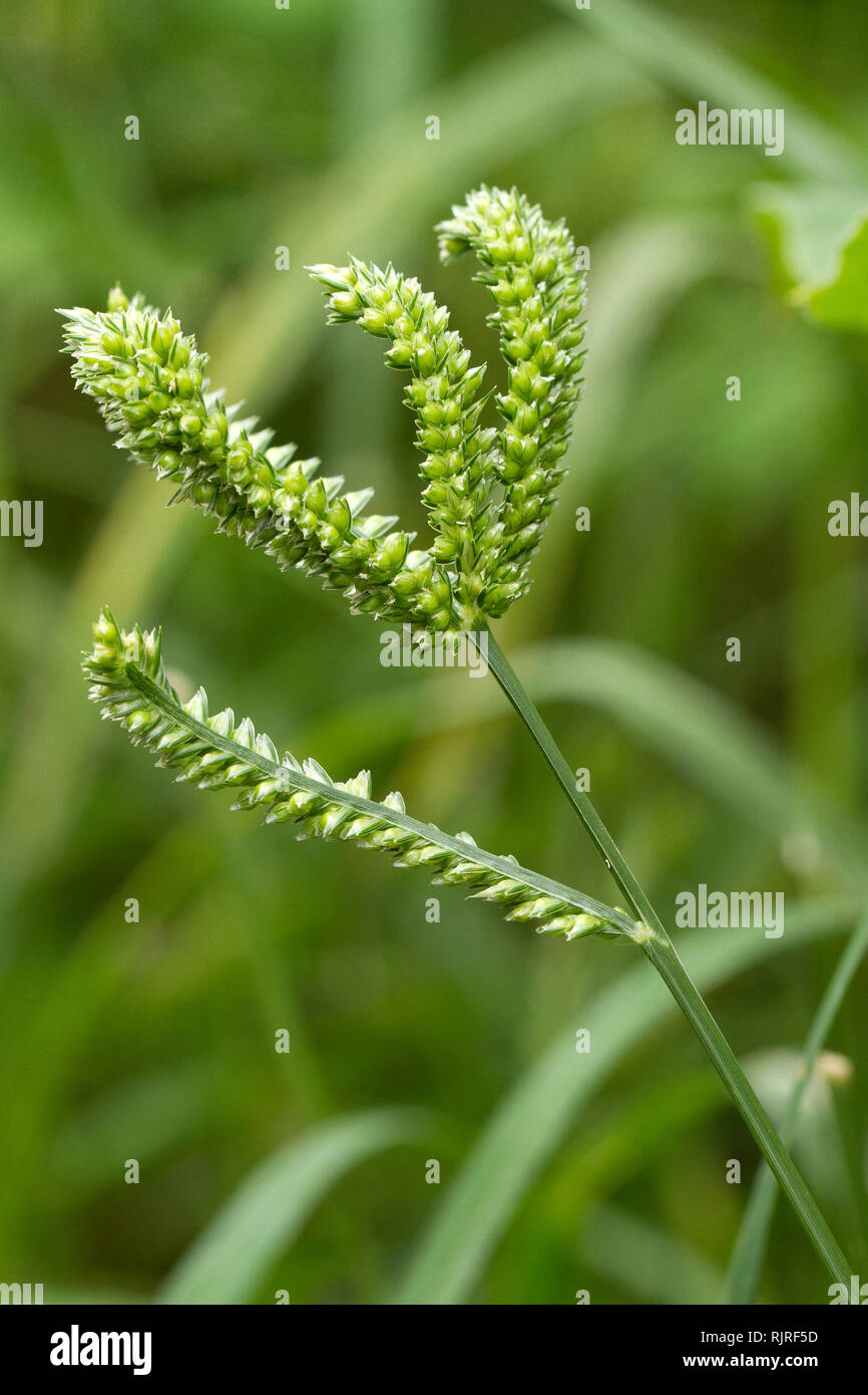 Finger millet (Eleusine coracana) Stock Photo