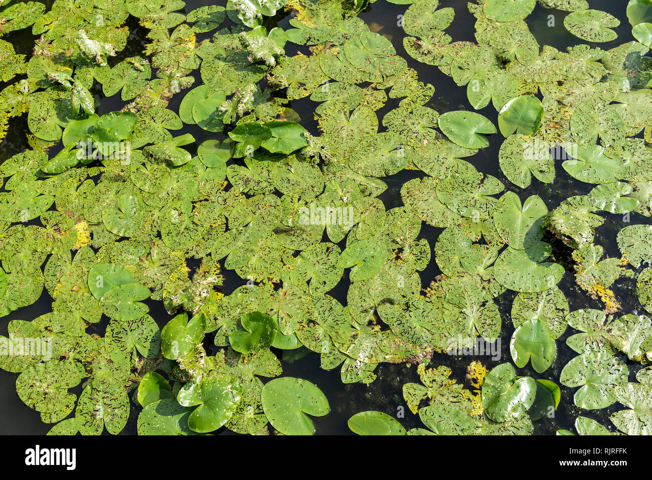 Water Lily leaves eaten by the lily of the water lily, Summer, Moselle