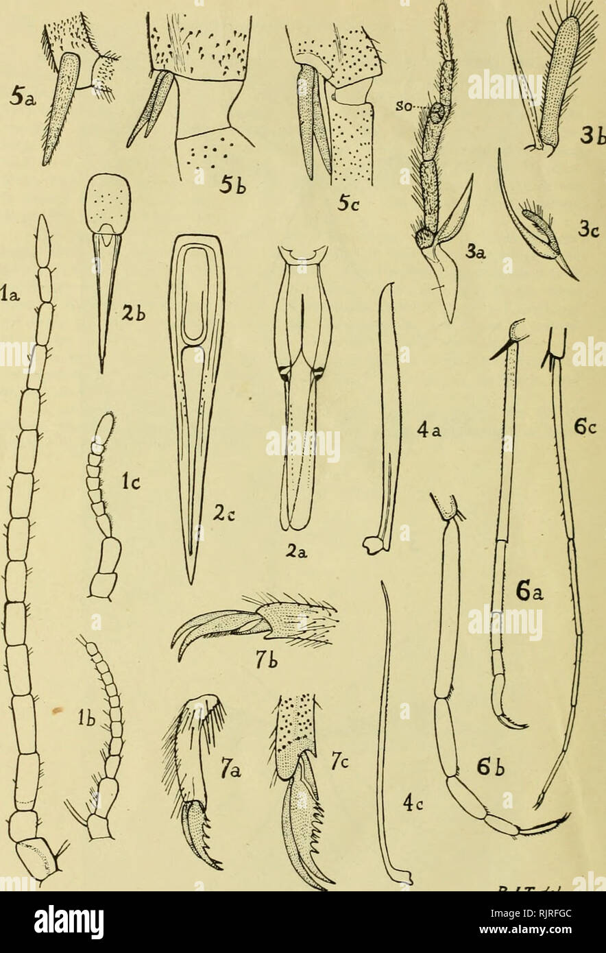 . The Australian zoologist. Zoology; Zoology; Zoology. Australian Zoologist, Vol. 2. Plate xlv.. RJTJel The suffix a indicates Eriwardsina australiensis n.sp.. b, XencitrHpint nichol- som n.sp., and e, Apistotnyia tormoiri n.sp. Fig-. 1. Antennae (x 50). Fig. 2. Labruni-epipharynx with hypopharynx beneath (x 50). Fig. 3. Maxillae (a, b, x 50; c, x 100) ; .â .-Â», sense-organ on third segment of palp Fig. 4. Mandibles (x 50); those of Neocurupira mcholsoni n.sp. not figure ' Fig. 5. Tibial spurs of hind leg (a, x 50; b, c, x 100). Fig. (i. Hind tarsi (x 20). Fig. 7. Claws of hind tarsi (o, b, x Stock Photo