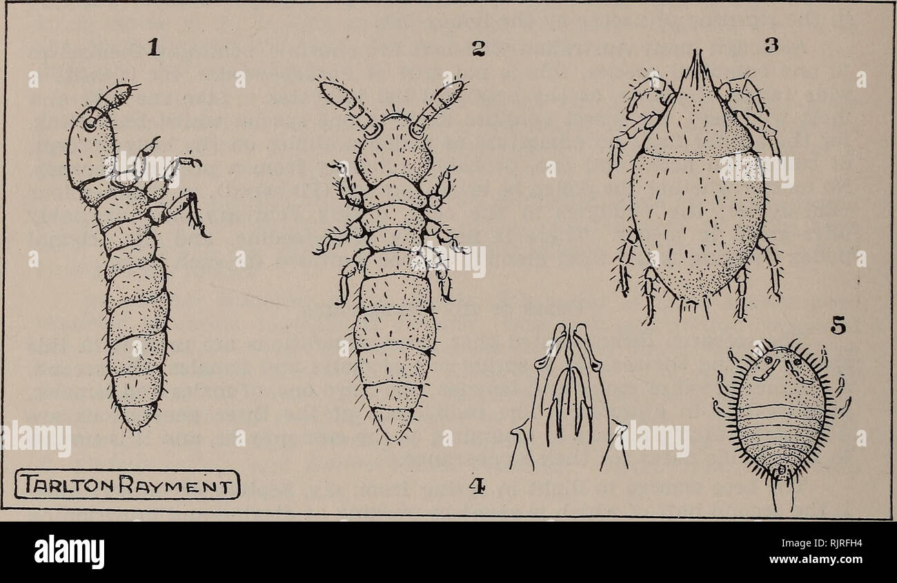 Parasites dorsal view hi-res stock photography and images - Alamy
