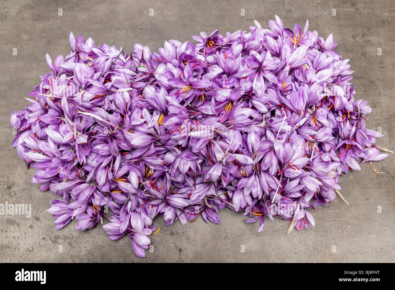 Harvest Saffron flowers (Crocus sativus) to harvest saffron, autumn, Pas de Calais, France Stock Photo