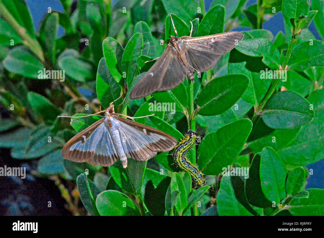 Box Tree Moth (Cydalima perspectalis), moth and caterpillar on common  boxwood (Buxus sempervirens). Light and dark form. Invasive species from As  Stock Photo - Alamy
