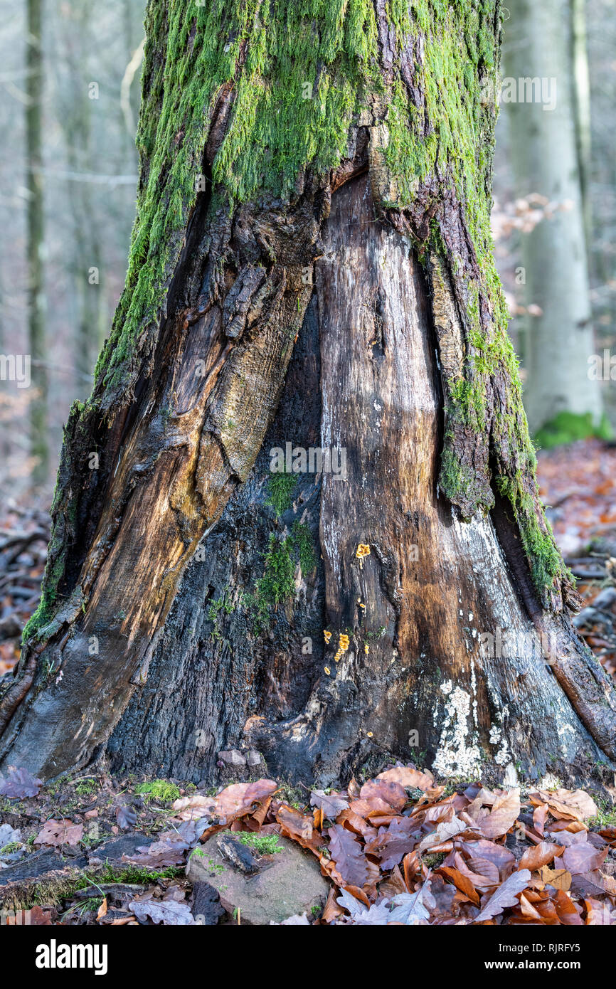 Dead oak trunk decaying in winter, Moselle, France Stock Photo