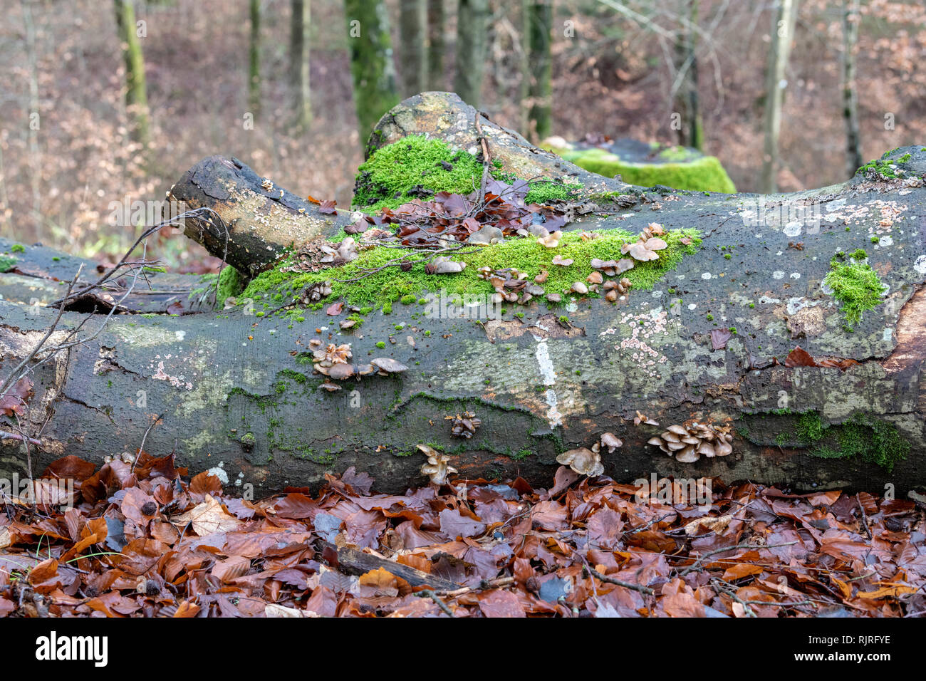 Decaying beech tree trunk, winter, Moselle, France Stock Photo