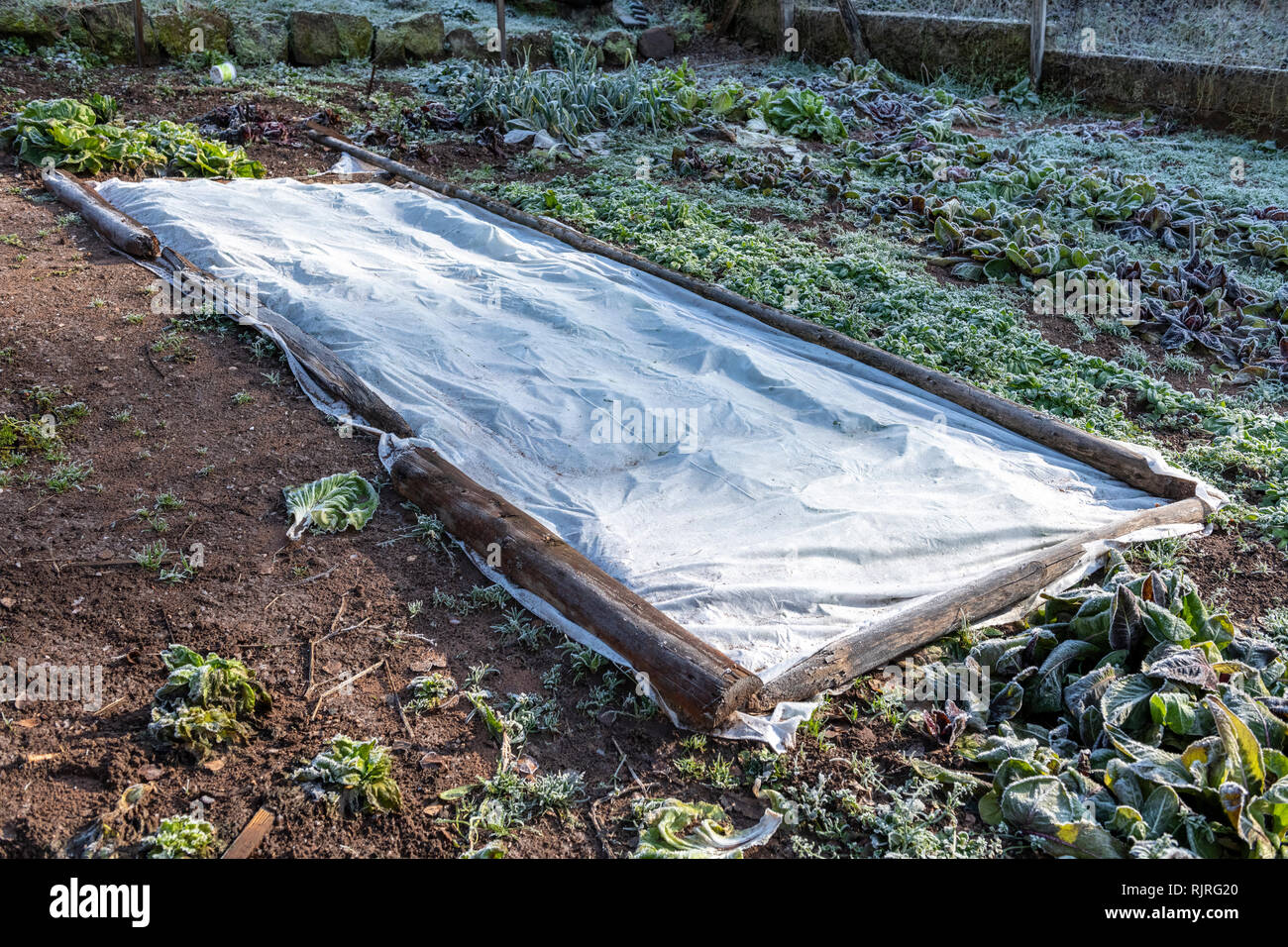 Lamb's lettuce protected by a veil in winter, Moselle, France Stock