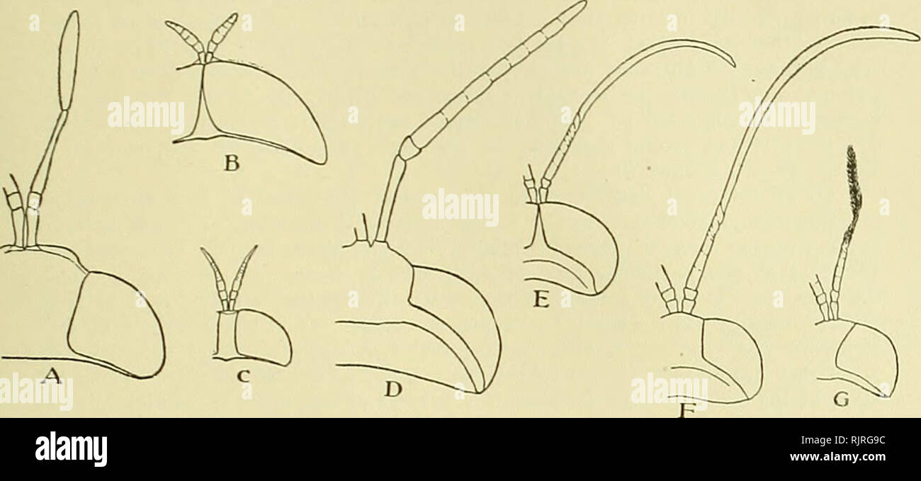 . The Australian zoologist. Zoology; Zoology; Zoology. NICHOLSON. ei. Text-fig:. 2. Antennae of Mimetic and other Stratiomyiidae (x8). B. non-mimetic, A. and C. possibly mimetic in habit, remainder mimetic. A. Hermetia Ulueens F., B. Odontomyia decipiens Guer., C. Neoexaireta spinigera 'Wied., D. Syndipnomyia sp., E. Elissoma Inula &quot;White, F. Elissoma sp., G. Hassicyta picta Brauer. the normal type of this group and its slight resemblance to a wasp would permit of the commencement of the operation of natural selection in the production of mimetic resemblance. Syndipnomyia sp. (Text-fig. 2 Stock Photo