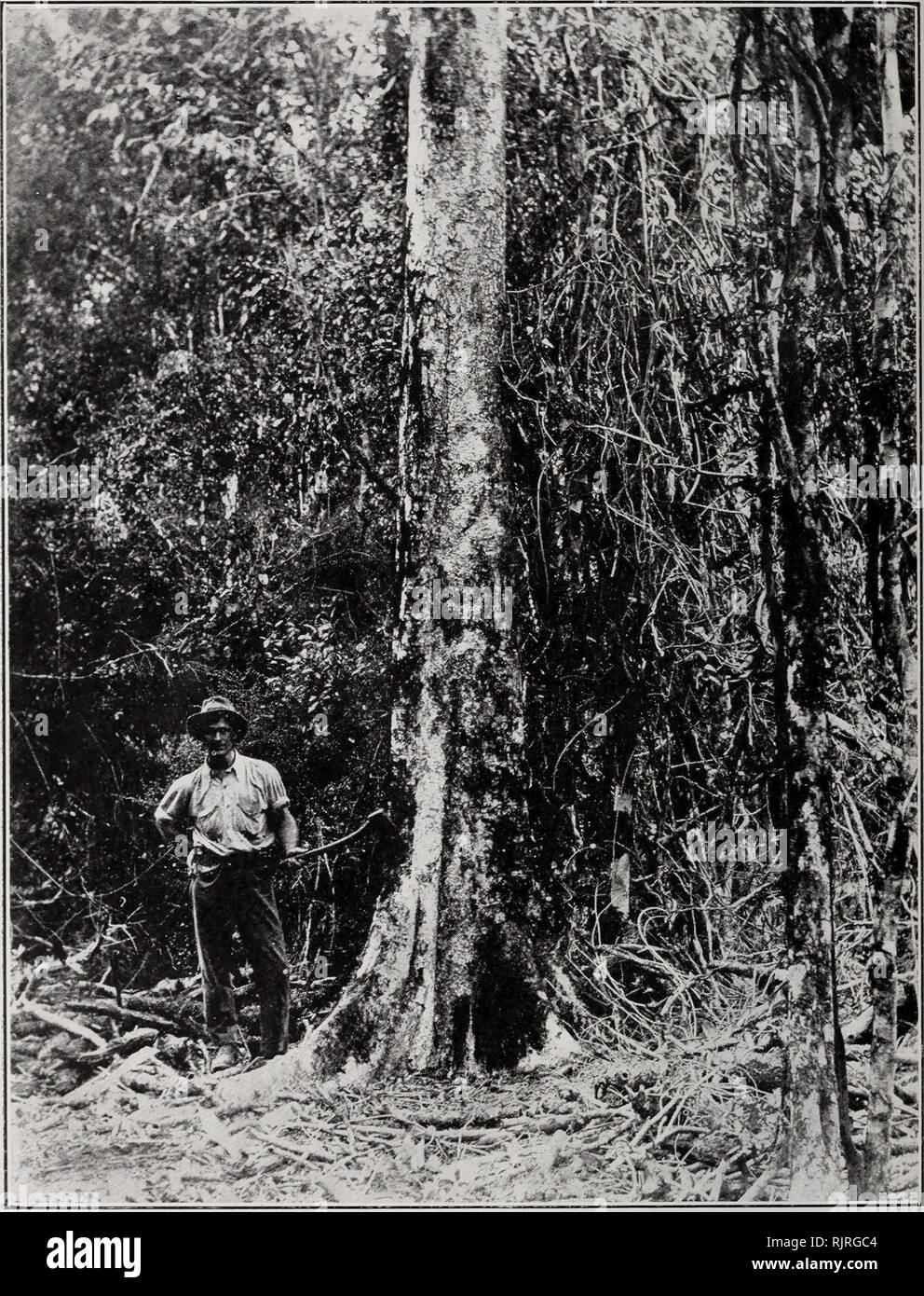 . Australian rain-forest trees, excluding the species confined to the tropics. Rain forests; Trees. 74 Famdly UBTICACEAE.. Fig. 36.—8H1NING-LEAVED fSTiNGiNG Tree (Laportea pliotiniphylJa). Nanango, about 26.6° S, The irregular depressions left by scales of shed bark are shown. Similar depressions are seen on the bark of large trees of Laportea gig as (see Fig. 34). {Pholo.: W.D.F.). Please note that these images are extracted from scanned page images that may have been digitally enhanced for readability - coloration and appearance of these illustrations may not perfectly resemble the original  Stock Photo