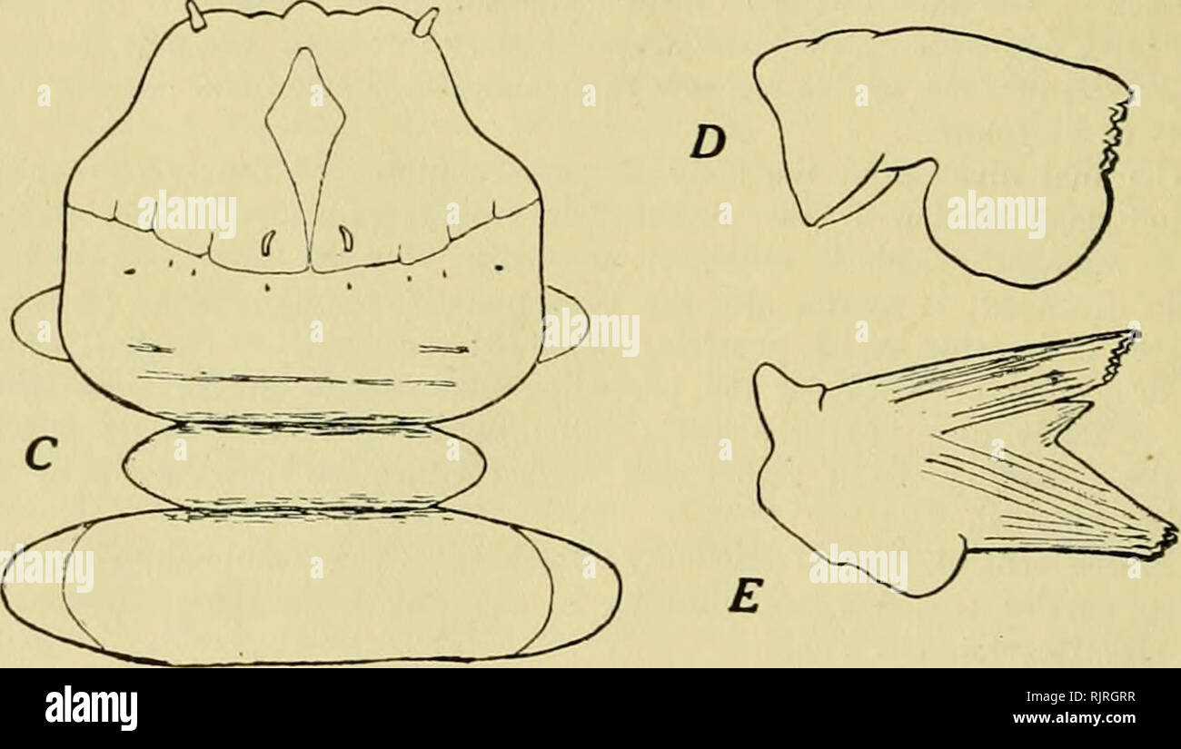 . The Australian zoologist. Zoology; Zoology; Zoology. Fig. 3.—Edwardsina australiensis. A, head of second larval stage; B, head of third larval stage; C, head of the stage before the last; E, mandible of the full-grown larva; D, mandible of the preceding stage. (3). Between this and the full-grown larva a series of specimens (fig. 3C) are found whose average size is 7 mm. (6 to 8), and which differ only from the full-grown one in the shape of the mandibles, which present two diverging points with a small tooth between them (fig. 3E), and by the posterior border of the lateralia which has one  Stock Photo