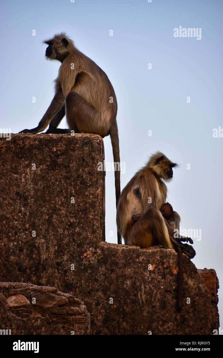 Gray Langur Monkeys, Bundi, Rajasthan, India Stock Photo - Alamy
