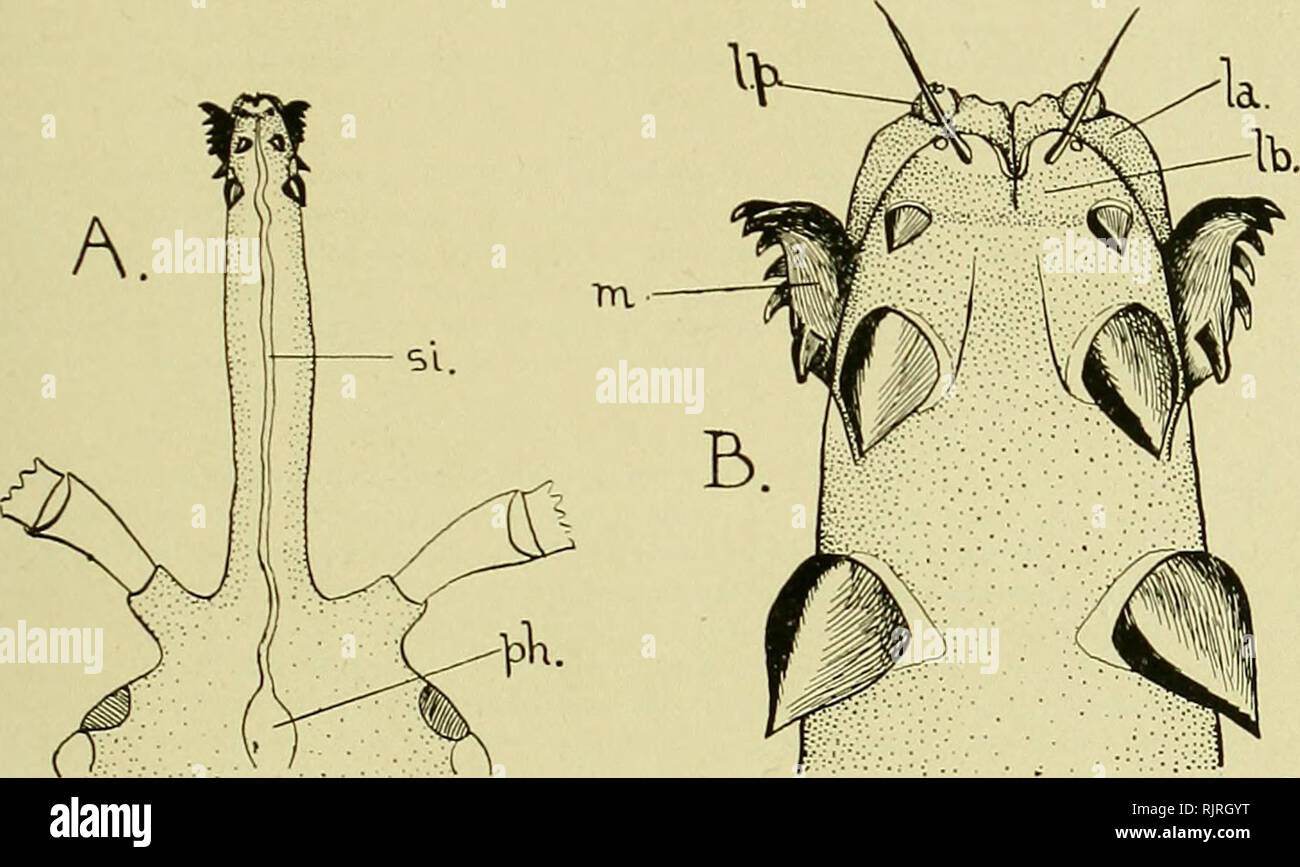 The Australian zoologist. Zoology Zoology Zoology. NOTES ON THE