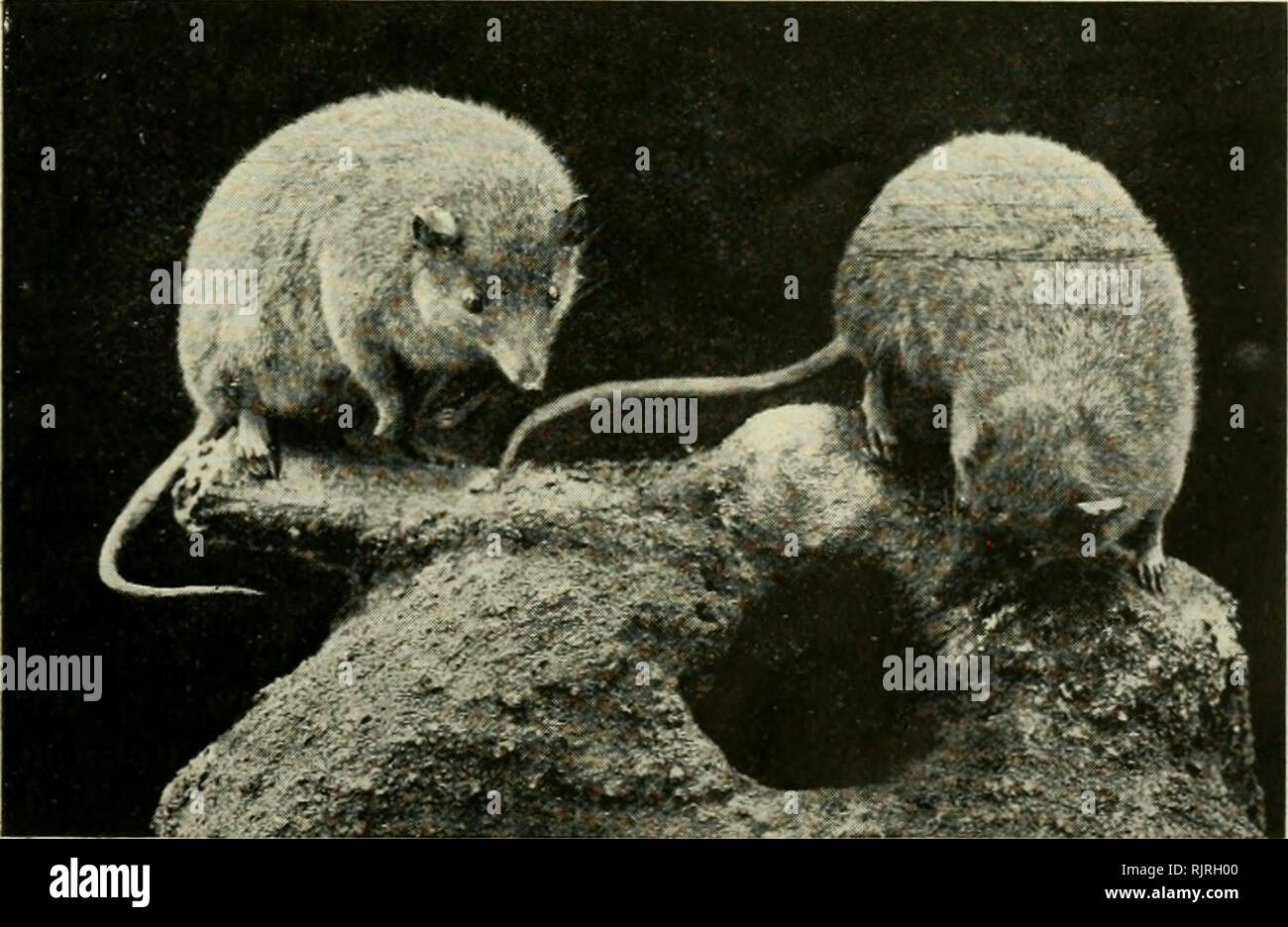 . The Australian Museum magazine. Natural history. Flying Squirrels, marsupial and placental. Both have membranes between their limbs to enable them to take long flying leaps from tree to tree. But though so similar in appearance the Australian form (left) has no af&amp;nity with the American (right). Photo.—G. C. Clutton. ance be classed with the beaver; it has form an arc with the lower jaw. More- the same stocky build and both are good over, in both these teeth lack roots, so gnawers and diggers. Comparing their that they grow continuously throughout skulls we find that in both the front th Stock Photo