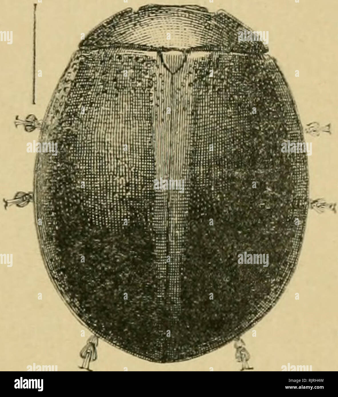 Australian Insects Insects Coleoptera 205 Beetle Aulaeophora