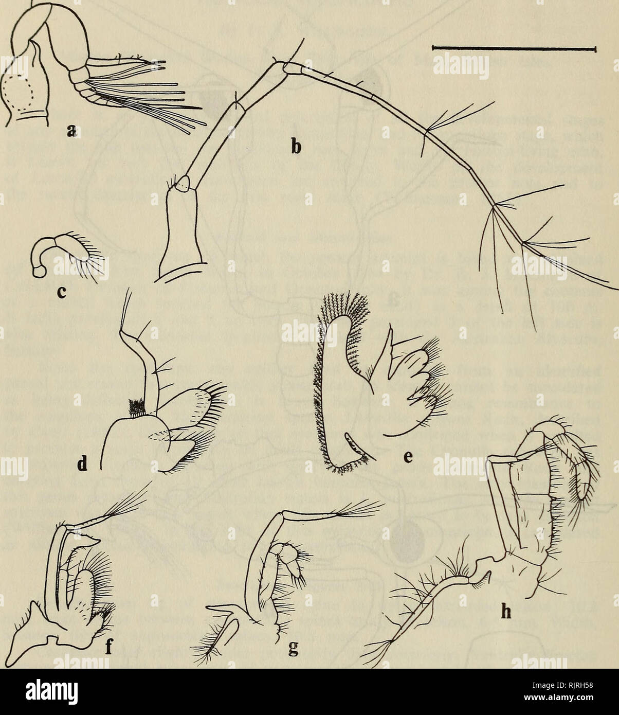 . The Australian zoologist. Zoology; Zoology; Zoology. 208 MEGALOPA. Figure 2.—Latreillia australiensis, megalopa. a, antennule; b, antenna; c, mandibular palp; d, maxillule; e, maxilla; f-h, lst-3rd maxillipeds. Scale-line represents 1 mm in a to e; 1.5 mm in f to h.. Please note that these images are extracted from scanned page images that may have been digitally enhanced for readability - coloration and appearance of these illustrations may not perfectly resemble the original work.. Royal Zoological Society of New South Wales; Royal Zoological Society of New South Wales. Proceedings. [Sydne Stock Photo