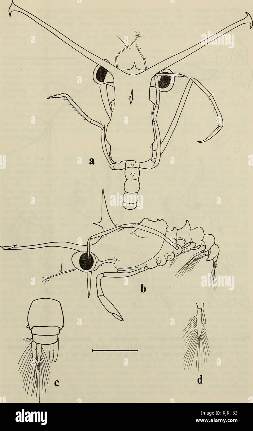 . The Australian zoologist. Zoology; Zoology; Zoology. WILLIAMSON 207. Figure 1.—Latreillia australiensis, megalopa. a, dorsal view; b, lateral view; c, posterior abdomen, dorsal (setae of right uropod omitted); d, pleopod of 5th somite. Scale-line represents 2 mm in a and b; 1 mm in c and d.. Please note that these images are extracted from scanned page images that may have been digitally enhanced for readability - coloration and appearance of these illustrations may not perfectly resemble the original work.. Royal Zoological Society of New South Wales; Royal Zoological Society of New South W Stock Photo