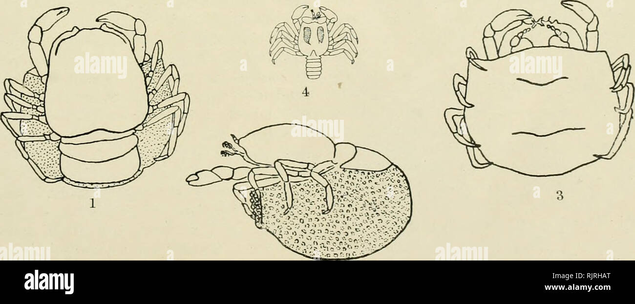 The Australian Museum magazine. Natural history. Sargasso Crab on floating  weed. Photo—-C. Chitton. are highly specialised in these directions, and  some cases are quoted below. As an instance of how far