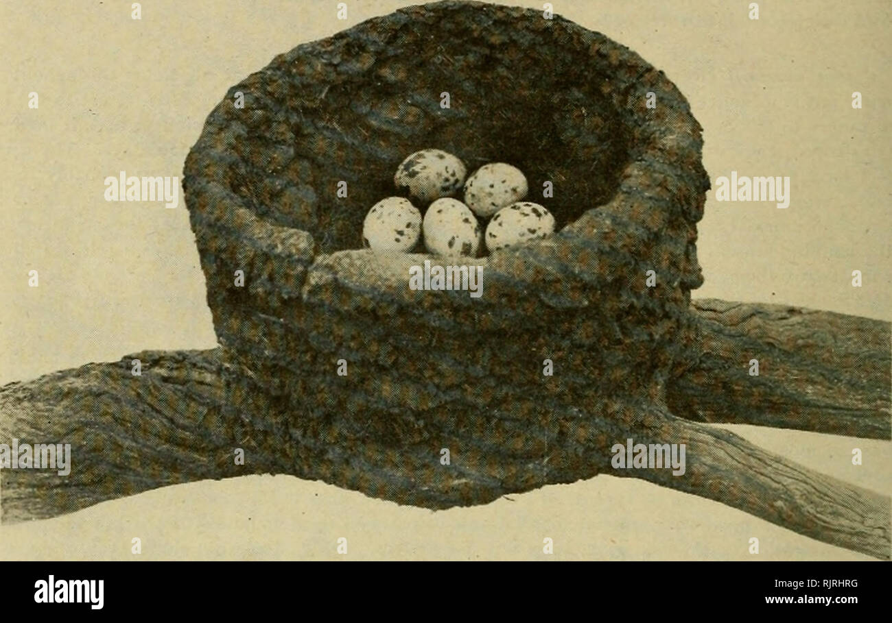 . The Australian zoologist. Zoology; Zoology; Zoology. 136 THE BIRDS OF THE COBHORA DISTRICT.. Xest and eggs of the White-winged Chough [Corcoran melanorhamphits) on branch of a dead Yellow Box Tree. SPECIES IDENTIFIED, BUT NOT KNOWN TO BREED IN THIS DISTRICT. MOST OF THEM BEING VISITORS. Ocvphaps In photes (Crested Pigeon). Galhnuln tenebrosa (Black Moor Hen). Porphyria melanotus (Bald Coot). Fulica australis (Coot). Jiydrochelidon hybrida (.Marsh Tern). Lariis novae hollandiae (Silver Gull). Erythrogonys cinctus (Red-kneed Dotterel). Himantopui leucocephalus (White-headed Stilt). Pisobia ruf Stock Photo