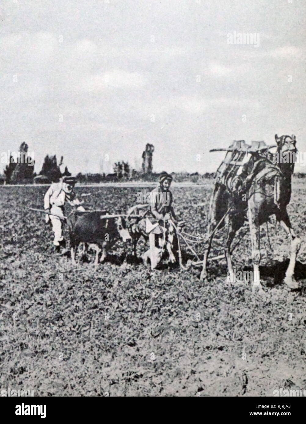 Early Jewish settlers farming in the Galilee region of Palestine circa 1910 Stock Photo