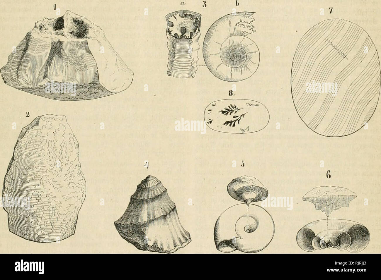 . Aus der Heimath. Natural history; Natural history -- Germany. 77S aBeiiu ticfciS S-Ã¼ri()cvu naA tcr Dcffiuiiu] t)iii fdmetl aii 2Bcitc ^imiiiimt, m;, UH-ini ci^ iiiii einen 5Jitttel}.ntntt (^ovi^ental aufijeuniulrcn ift, tiefer 9Jcittel).Mnitt inel tiefev alÃ¶ bcv Umfang liec^en, weit im 9.)iittcl).ninttc baÃ bÃ¼niie Ãnbe bcÃ¶ ,&gt;-Ã¼Ui)ovncÃ licijt. Â®c cntftcl)t eine tvic()tcr= fÃ¶rmige 9&gt;crtiefung, wdd)t man an ben Â®d)ncctcnge= l)Ã¤ufen bai^ 9?afccllccf) nennt. 2Biv far)cn bicfeS in 9Jr. 7, ivig. 4 9ir. 6; wir feigen ei^ akr aud; an unfcrcr l)eutigen js-ig. 5. ^icfe (elftere ftel Stock Photo