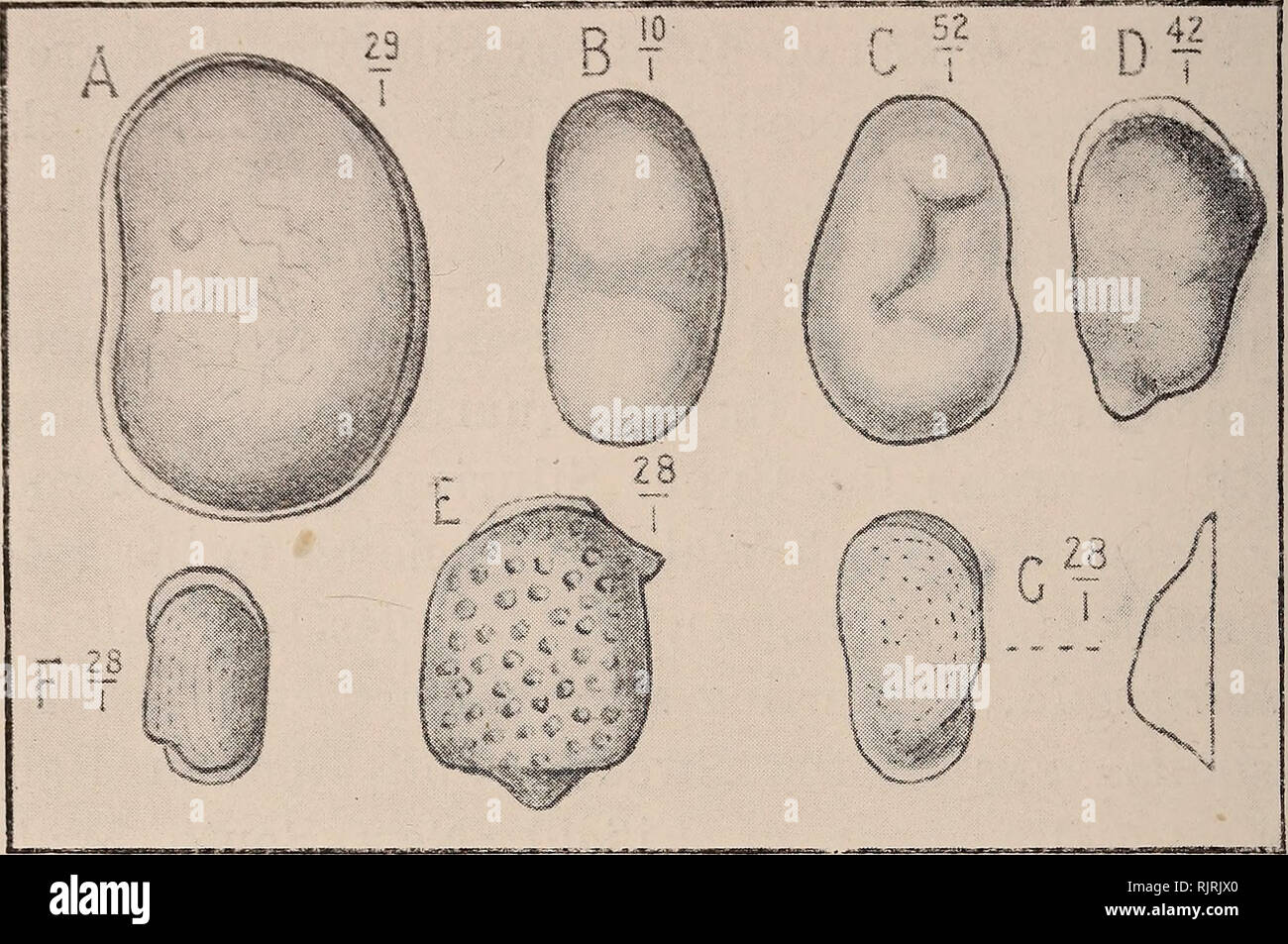 . Australasian fossils, a students' manual of palaeontology. Paleontology. 238 AUSTEALASIAN FOSSILS. Fig. 113-UPPER PALAEOZOIC and MESOZOIC OSTRACODA.. A—Primitia cuneus, Chapm. Mid. Devonian. Victoria B—Kntomis jonesi, de Kon. Carboniferous. New South Wales C—Synaphe mesozoica, Chapm sp. Triassic. New South Wales D—Cythere lobulata, Chapm. Jurassic. West Australia K—Paradoxorhyncha foveolata, Chapm. Jurassic. West Australia F—IyOxoconcha jurassica, Chapm. Jurassic. West Australia G—Cytheropteron australiense, Chapm. Jurassic. West Australia localities Leperditia prominens was also obtained. A Stock Photo