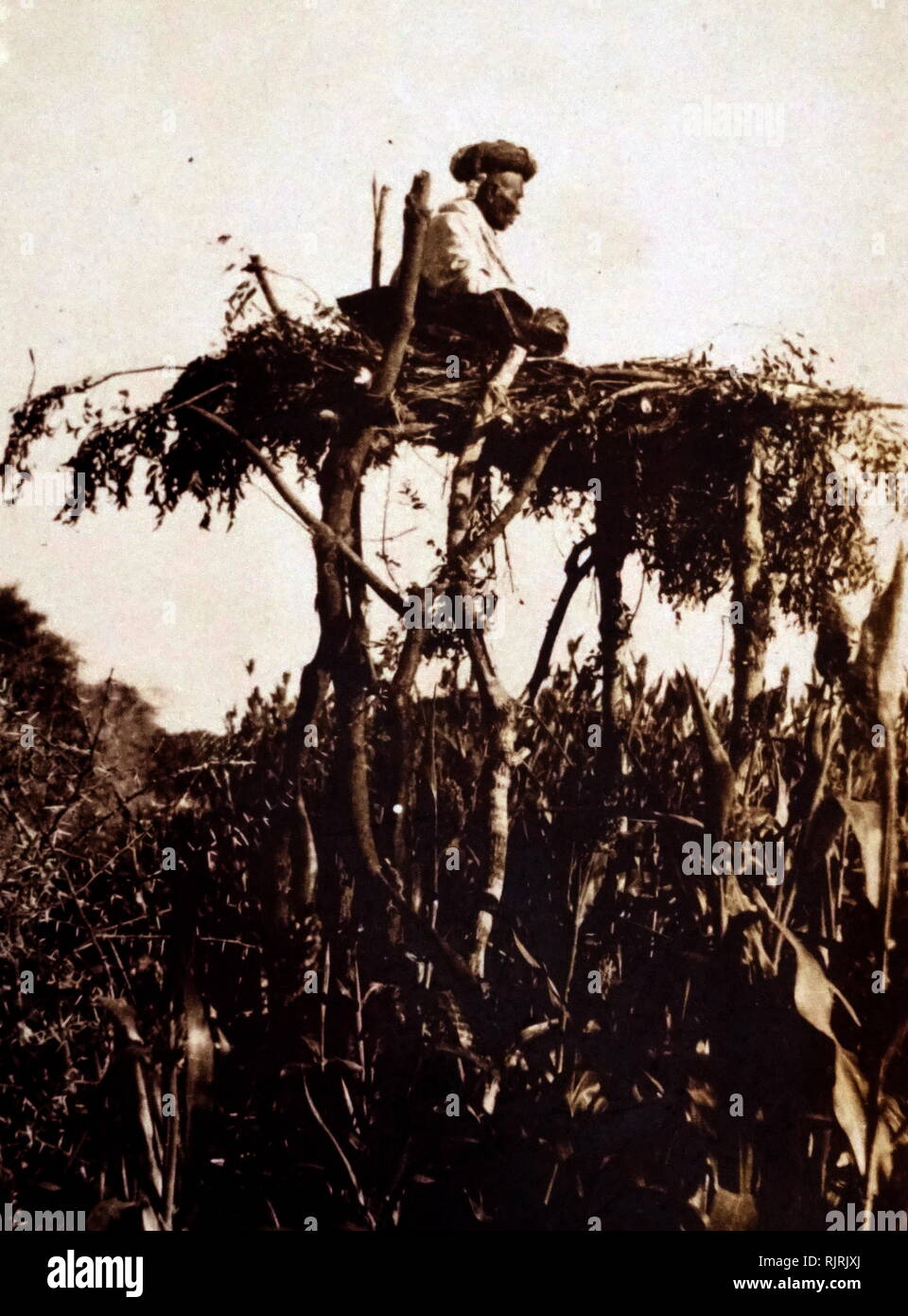 village Chowkidar (night watchman), in a tree, in an Indian rural village circa 1930 Stock Photo