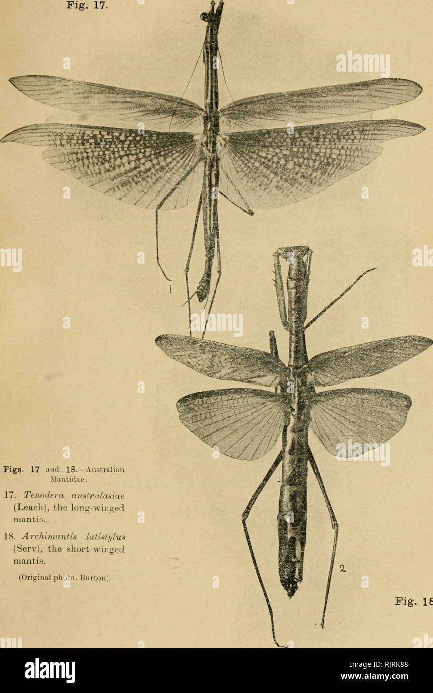 . Australian insects. Insects. ORTHOPTEKA. 33 Fig. 17. Figs. 17 aiul 18.-Austral Mixntidae. 17. Tenodtra nnslndasiae (Leach), the long-winged mantis.. 18. Archiinantis lutistylu-s (Serv), the short-wiiigei mantis. (Original photo. Burton). Fig. 18.. Please note that these images are extracted from scanned page images that may have been digitally enhanced for readability - coloration and appearance of these illustrations may not perfectly resemble the original work.. Froggatt, W. W. (Walter Wilson), 1858-; Metcalf Collection (North Carolina State University). NCRS; Tippmann Collection (North Ca Stock Photo